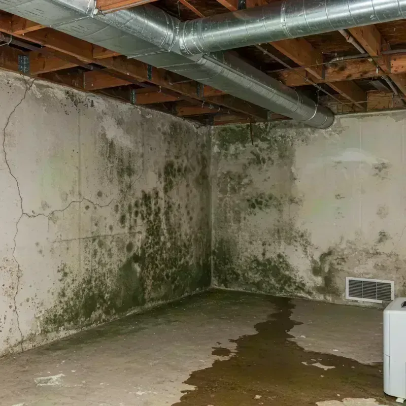 Professional Mold Removal in Clay County, IL